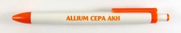 Allium cepa